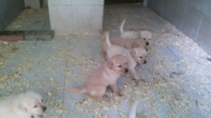 Cuccioli di labrador in vendita da Dog Village Ferrera di Varese