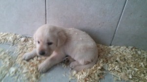 Cucciolo di labrador in vendita da Dog Village Ferrera di Varese