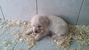 Cucciolo di labrador in vendita da Dog Village Ferrera di Varese foto1