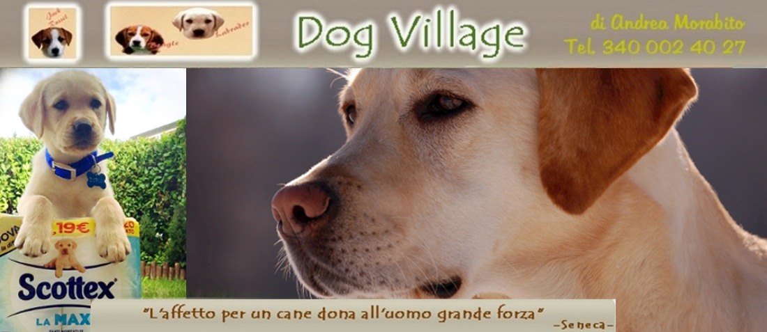 Addestramento Cani A Ferrera Di Varese Dogvillage Ferrera Di Varese